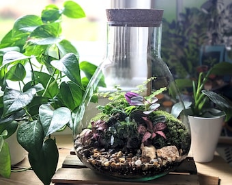 DIY Extra Large Conical Closed Terrarium • Colourful Closed Terrarium • Plants, Glass, Tools, Substrate and Instructions