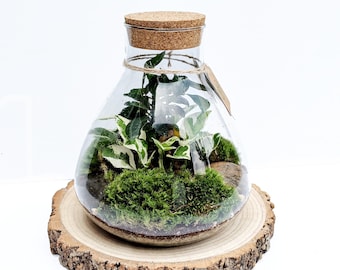 DIY Large Conical Terrarium Kit • Closed Cork Top Terrarium • Bonsai and Moss Terrarium