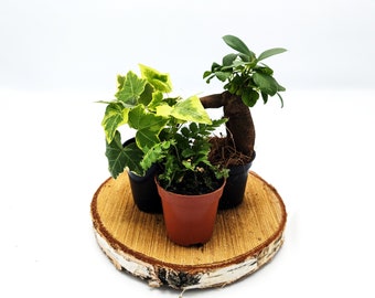 Forest Plant Bundle • Closed Terrarium Plants • Fern, Ficus Ginseng, Ivy