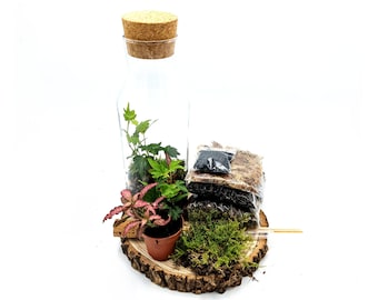 DIY 1L Cork Top Terrarium • Fairy Garden •  Closed Terrarium Kit • Plants and Glass included