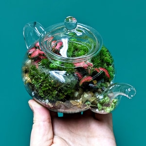 DIY Mini Teapot Terrarium Small Forest Fairy Garden Mossarium Closed Terrarium Kit Bild 4