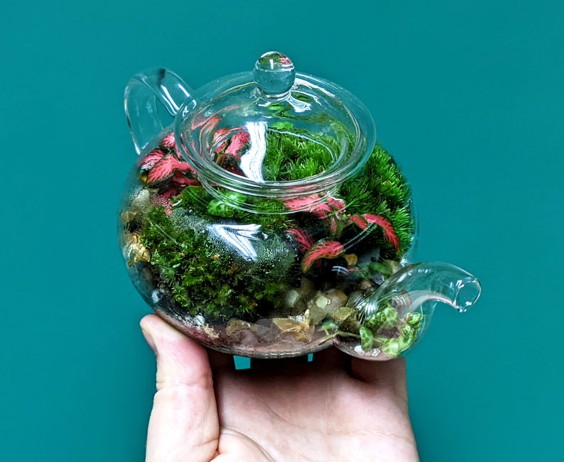 DIY Mini Teapot Terrarium Small Forest Fairy Garden Mossarium Closed Terrarium Kit Bild 4