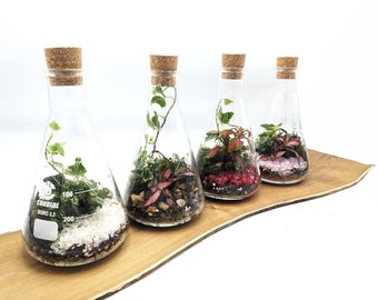 DIY Conical Flask Colourful Cork Top Terrarium • Science Lovers • 500ml Closed Terrarium Kit • Pink, Red, White, Natural