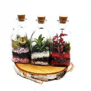 Puede incluir: Tres botellas de vidrio con tapas de corcho, cada una contiene un peque&ntilde;o terrario con diferentes plantas y grava de colores. Las botellas est&aacute;n dispuestas sobre una rodaja de madera.