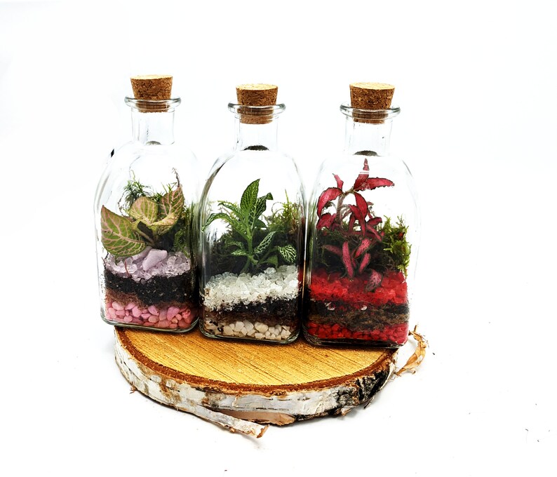 Puede incluir: Tres botellas de vidrio con tapas de corcho, cada una contiene un peque&ntilde;o terrario con diferentes plantas y grava de colores. Las botellas est&aacute;n dispuestas sobre una rodaja de madera.
