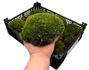 Bun Moss • Cushion Moss • Live Moss for Terrarium Decor