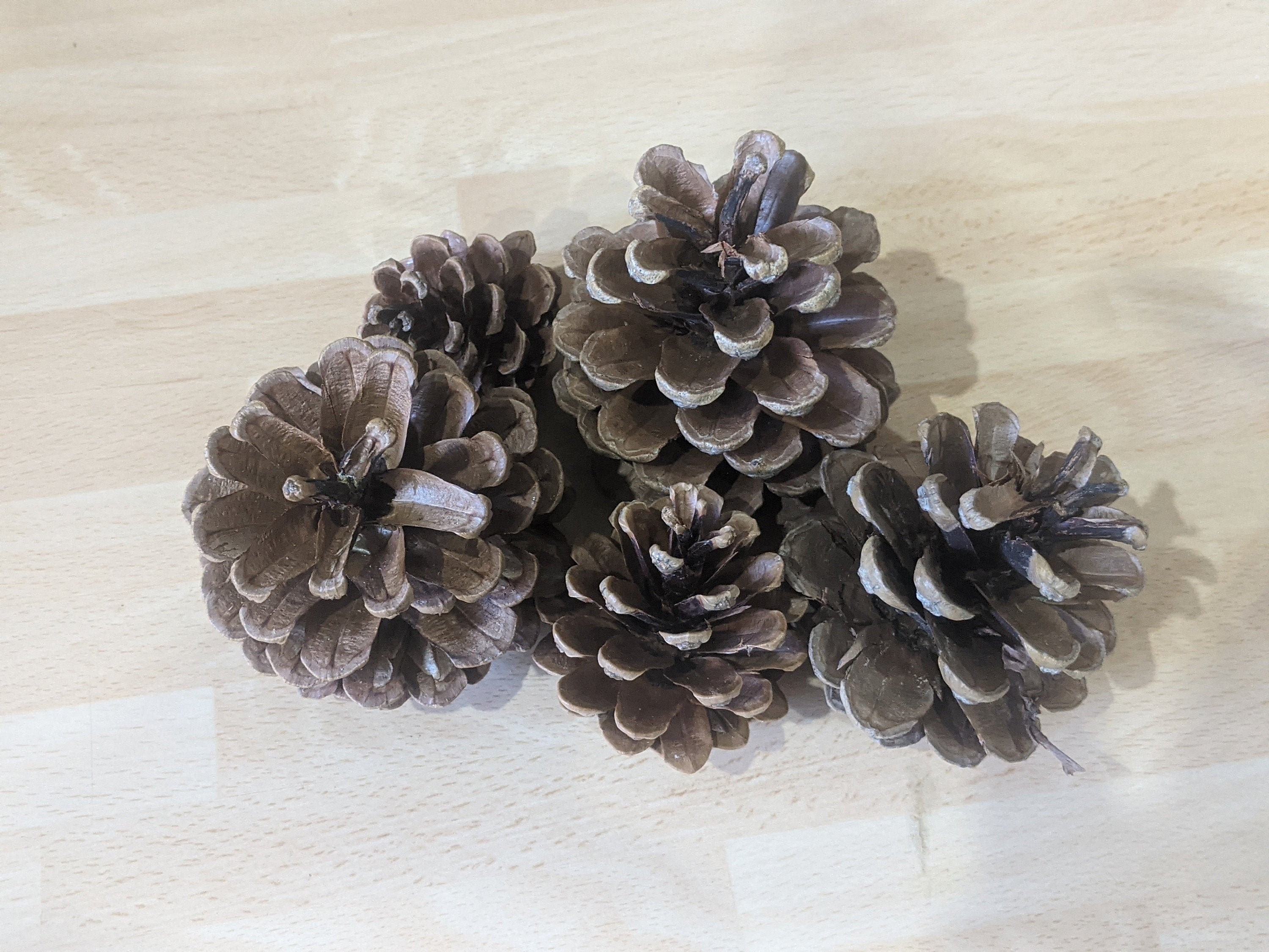 Bag of Pinecones Terrarium Decor Autumn Houseplant | Etsy