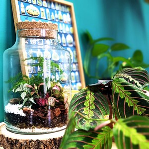May include: A glass jar terrarium with a cork lid, filled with small plants and rocks, sitting on a wooden slice. The terrarium is in front of a green leafy plant with red and green striped leaves.