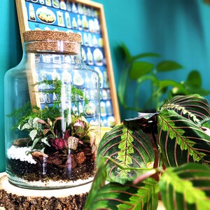 DIY Tall Light Up Closed Terrarium Beginners Closed Terrarium Kit Colourful Light Up Terrarium Kit image 4