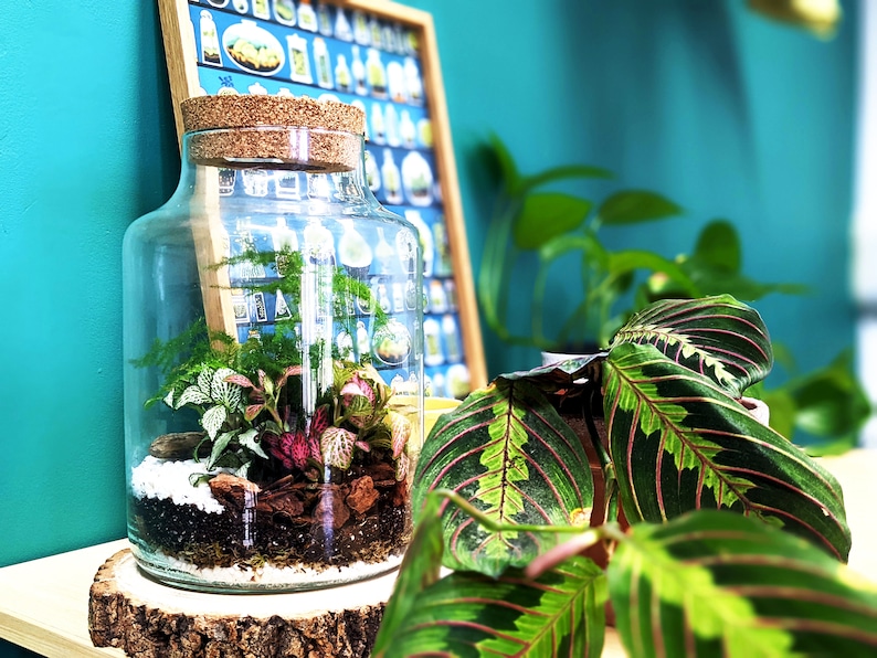 May include: A glass jar terrarium with a cork lid, filled with small plants and rocks, sitting on a wooden slice. The terrarium is in front of a green leafy plant with red and green striped leaves.
