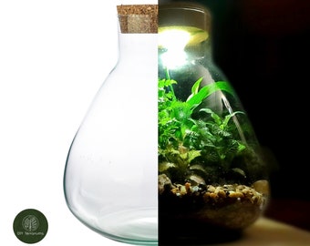 Kit de terrarium conique lumineux DIY : très grande jardinière en verre