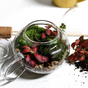DIY Mini Teapot Terrarium Small Forest Fairy Garden Mossarium Closed Terrarium Kit Bild 6