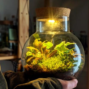 DIY Light Up Terrarium Kit: Hand Blown Recycled Glass Bowl, LED Cork Lid, Ivy & Fittonia Plants