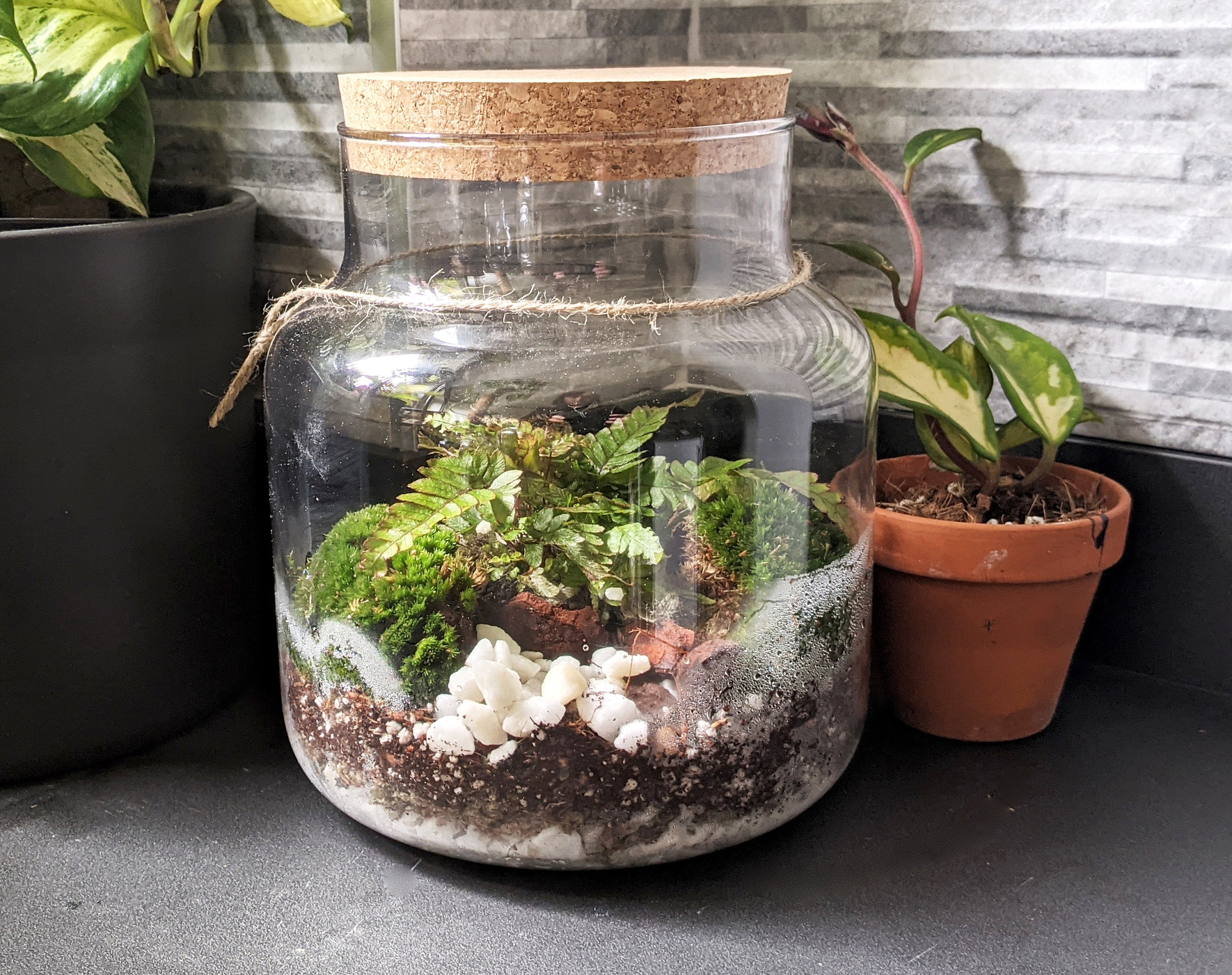 DIY Medium Cork Top Closed Terrarium Fern and Moss Terrarium Etsy