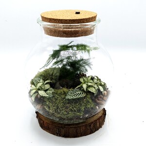 Peut inclure: Un terrarium en verre avec un couvercle en li&egrave;ge, rempli de mousse verte, de petites plantes blanches et vertes et de pierres brunes. Le terrarium est pos&eacute; sur une base en bois.
