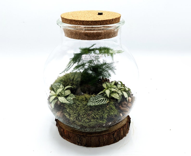 Peut inclure: Un terrarium en verre avec un couvercle en li&egrave;ge, rempli de mousse verte, de petites plantes blanches et vertes et de pierres brunes. Le terrarium est pos&eacute; sur une base en bois.