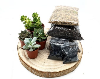 DIY Large Open Terrarium Starter Kit • With 4 Succulents Included • Soil, Sphagnum Moss, Charcoal, Pebbles