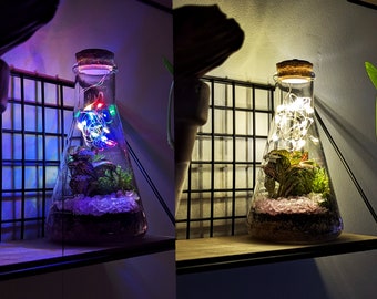 DIY 250ml Light Up Conical Flask Colourful Cork Top Terrarium • Science Lovers • 250ml Closed Terrarium Kit • Pink, Red, White, Natural