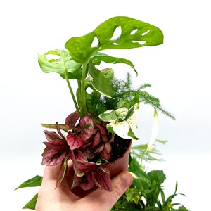 5 Closed Terrarium Plants • Small Mixed Terrarium Plants in 7cm Pot • Fittonia, Ivy, Polka Dot, Tradescantia, Pothos....