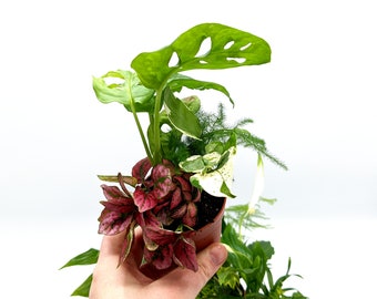 5 Closed Terrarium Plants • Small Mixed Terrarium Plants in 7cm Pot • Fittonia, Ivy, Polka Dot, Tradescantia, Pothos....