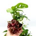 see more listings in the Terrarium Plants section