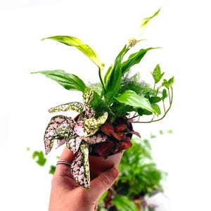 May include: A small potted plant with a variety of green and pink foliage. The plant features large, speckled pink leaves, vibrant green leaves, and delicate fern-like greenery. The pot is held in a hand against a white background.