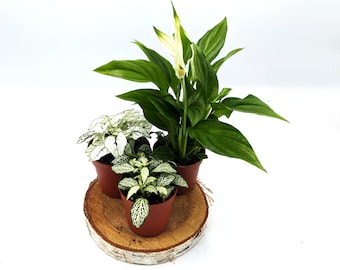 White Closed Terrarium Plant Bundle • White Polka Dot, Peace Lily, Green Fittonia • Closed Terrarium Bundle