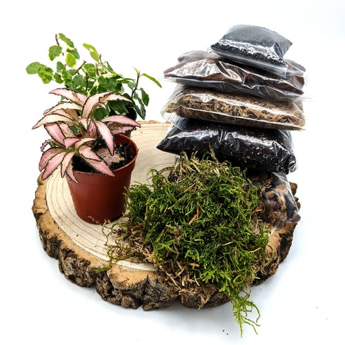 DIY Large Terrarium Starter Kit Soil Sphagnum Moss Etsy