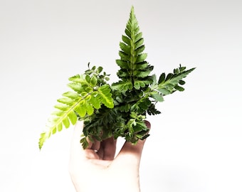 Leather Fern • Rumohra adiantiformis • Classic Wood Fern • 6cm Pot • Houseplant