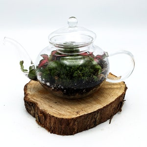 DIY Mini Teapot Terrarium Small Forest Fairy Garden Mossarium Closed Terrarium Kit Bild 3