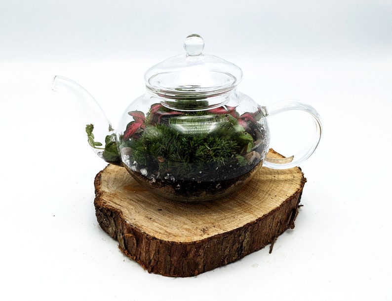 DIY Mini Teapot Terrarium Small Forest Fairy Garden Mossarium Closed Terrarium Kit Bild 3