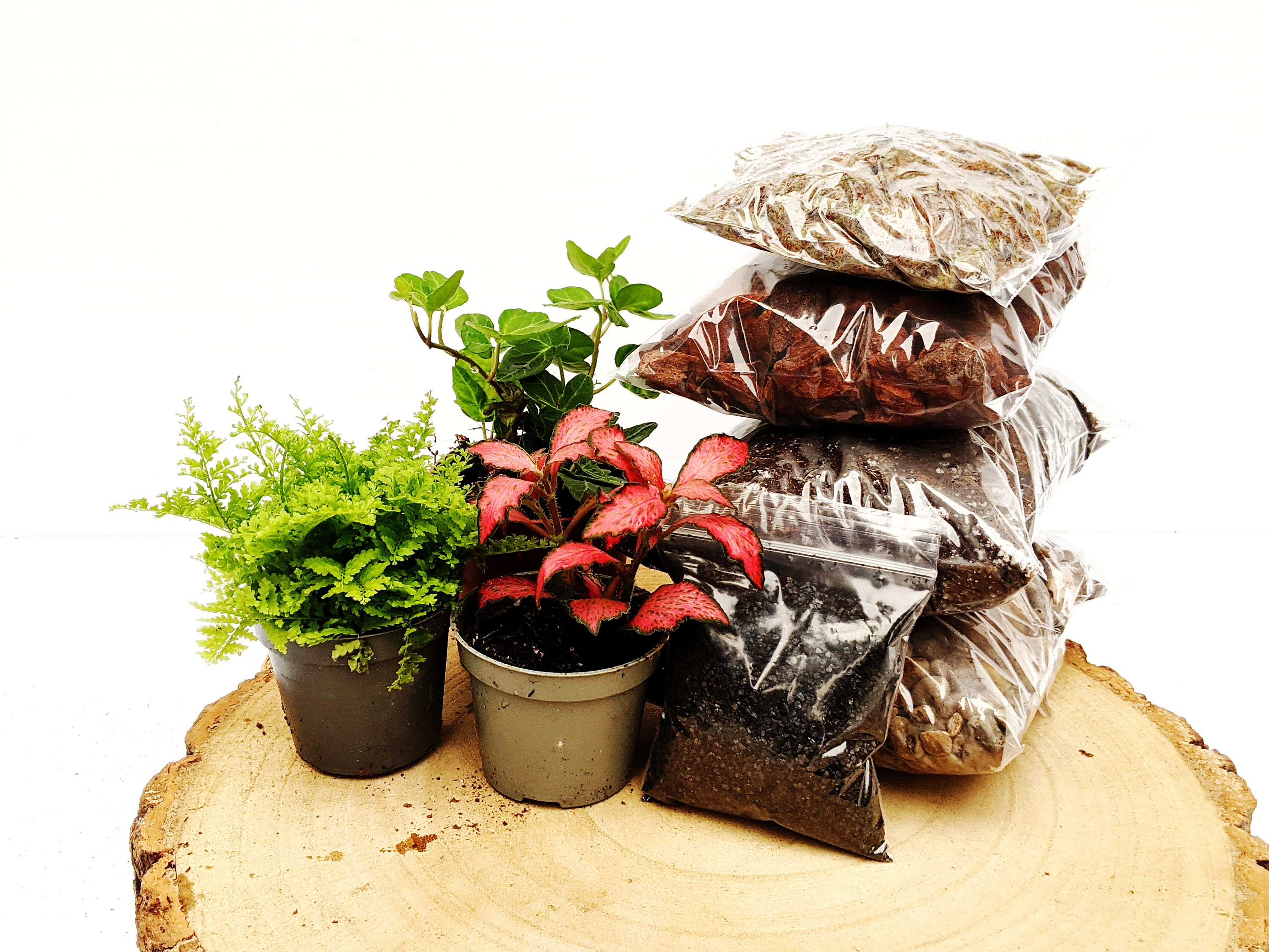 DIY Medium Closed Terrarium Starter Kit With 3 Humidity Etsy UK