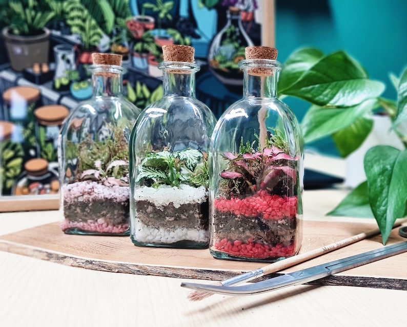 Terrario de botella cerrada DIY • Terrario de botella de vidrio cuadrada y corta • 250 ml • Plantas y vidrio incluidos imagen 1