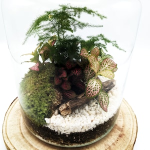 May include: A glass terrarium with a variety of plants, including green ferns, red and white variegated leaves, and moss. The terrarium is sitting on a wooden base.