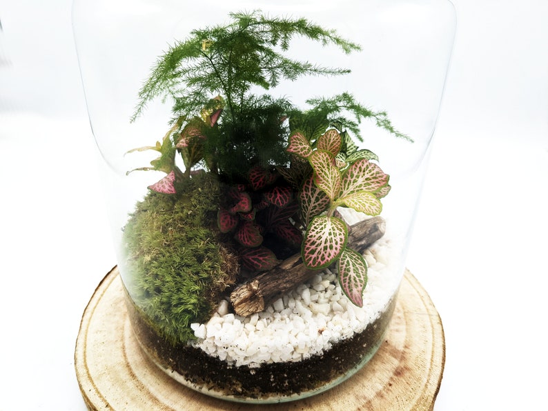 May include: A glass terrarium with a variety of plants, including green ferns, red and white variegated leaves, and moss. The terrarium is sitting on a wooden base.