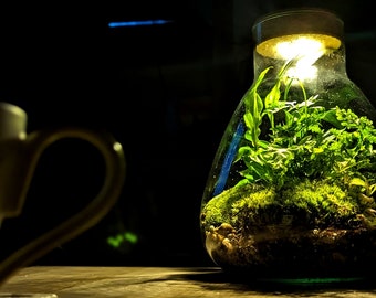 DIY Light Up Extra Large Conical Closed Terrarium • Colourful Closed Terrarium • Cosy Lamp Terrarium