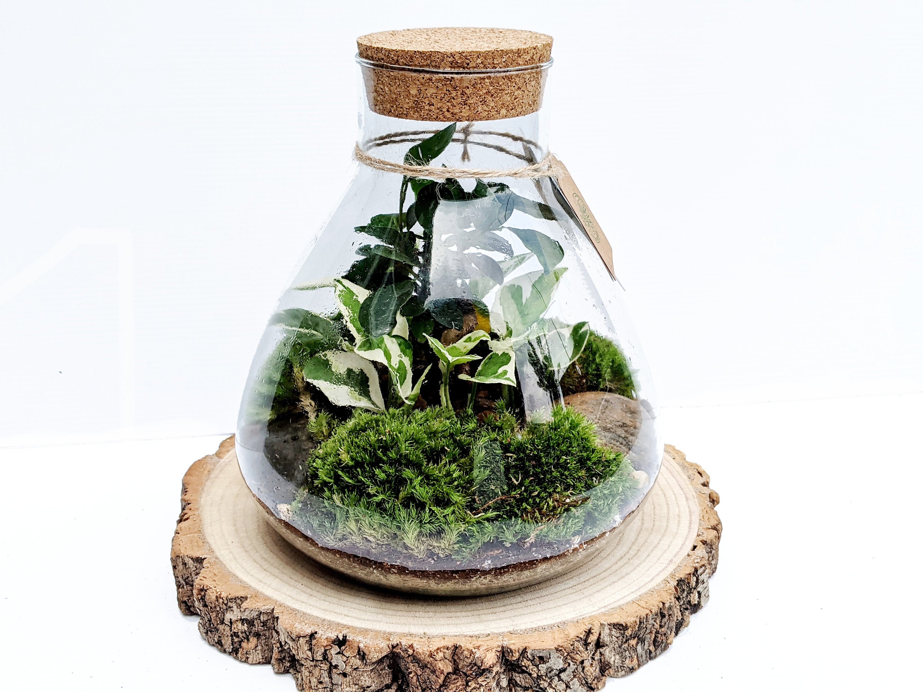 DIY Large Conical Terrarium Kit Closed Cork Top Terrarium Etsy UK