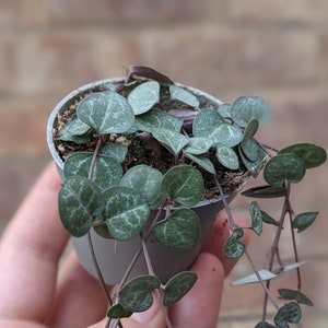 May include: A small potted plant with heart-shaped, silver-green leaves. The plant is trailing over the edge of the pot.
