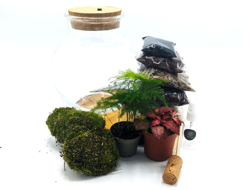 Peut inclure: Un kit de terrarium avec un bocal en verre transparent, un couvercle en li&egrave;ge, deux types de mousse, une plante rouge et verte, une foug&egrave;re verte, une petite bouteille d'eau, un b&acirc;tonnet en bois et quatre sachets de terre.