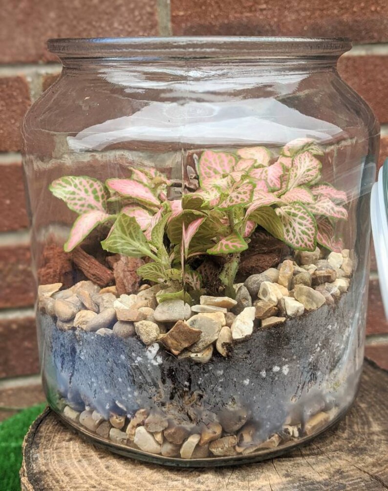 DIY Fittonia Forest Terrarium Fairy Garden Closed Etsy