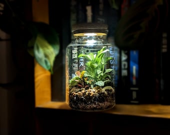 DIY LED Light Up Mini Tall Terrarium Kit • Colourful Closed Terrarium Kit • Closed Cork Top Terrarium