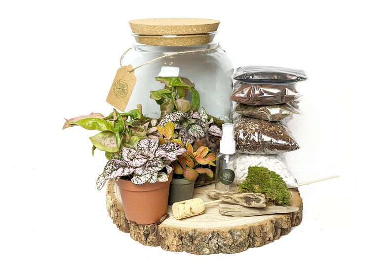 Customise Your Own DIY Closed Terrarium Beginners Cork Top Etsy