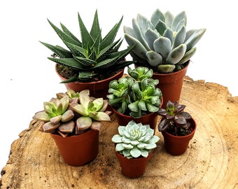 Succulent Lovers Mix • 2 Small, 2 Medium, 2 Large Random Succulents • Desert Plants • Open Terrarium Plants