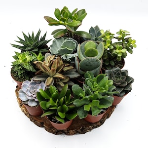 May include: A collection of 10 small potted succulents arranged in a circle on a wooden base. The succulents are a variety of colours and shapes, including green, grey, and brown.