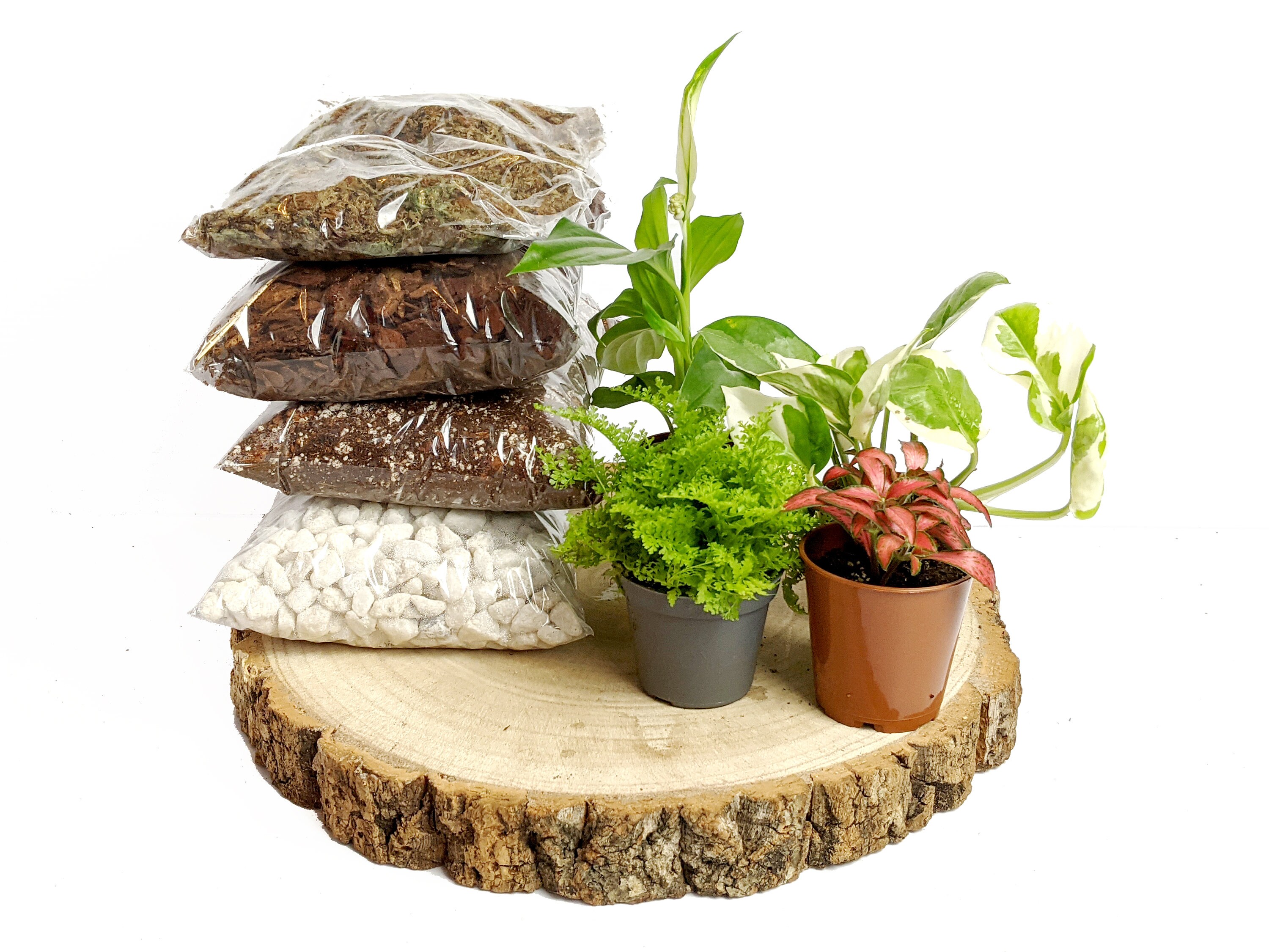 DIY Large Closed Terrarium Starter Kit With 4 Humidity Etsy UK