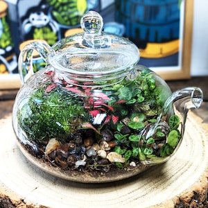 DIY Teapot Terrarium • Mini Forest Fairy Garden • Mossarium • Closed Terrarium Kit