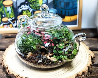 DIY Teapot Terrarium • Mini Forest Fairy Garden • Mossarium • Closed Terrarium Kit