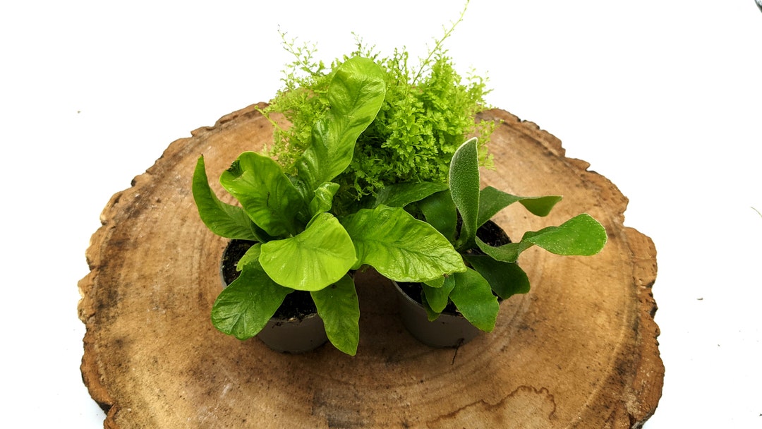 Fern Lovers Mix • 3 Random Ferns • Closed Terrarium Plants • 5.5-7cm ...