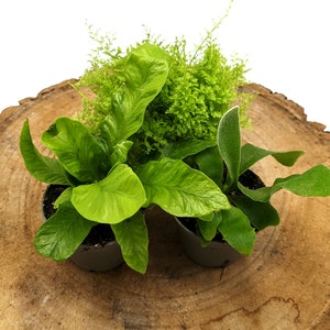 May include: Three potted plants on a wooden slice. The plants are green and leafy, with one having a more feathery texture.