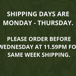 Terrario de botella cerrada DIY • Terrario de botella de vidrio cuadrada y corta • 250 ml • Plantas y vidrio incluidos imagen 6